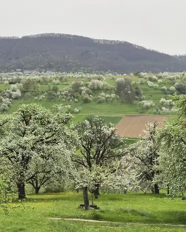 Panoramablick auf eine blühende Streuobstwiese mit grünen Wiesen, blühenden Obstbäumen und bewaldeten Hügeln im Hintergrund.