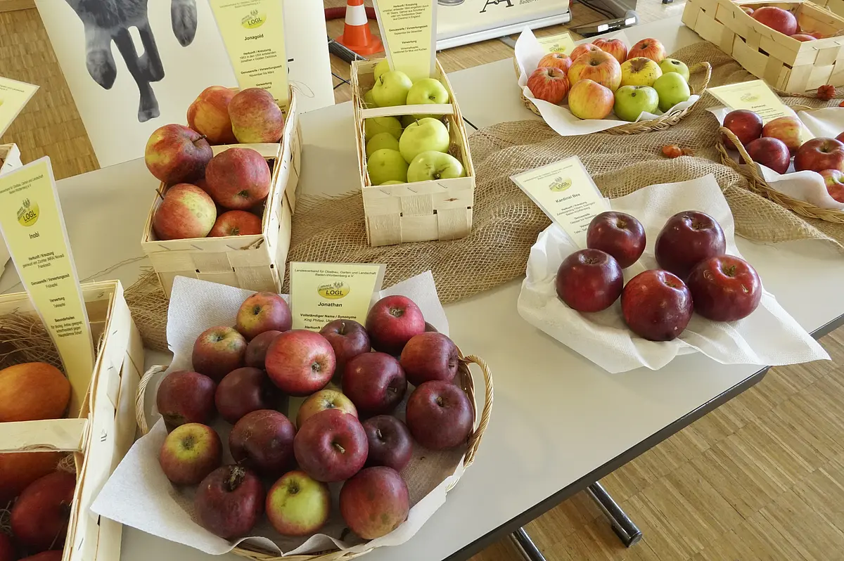 Apfelsortenausstellung: Vielfalt und Bestimmung regionaler Obstsorten im Landkreis Göppingen. Ausstellungstisch mit verschiedenen Apfelsorten in Holzkörben, beschriftet mit Sorteninformationen (z. B. Jonathan, Jonagold, Inobi, Kardinal Bea, Karneval) für eine Sortenbestimmung. Im Hintergrund sind weitere Äpfel und Informationsmaterialien des LOGL Baden-Württemberg zu sehen.