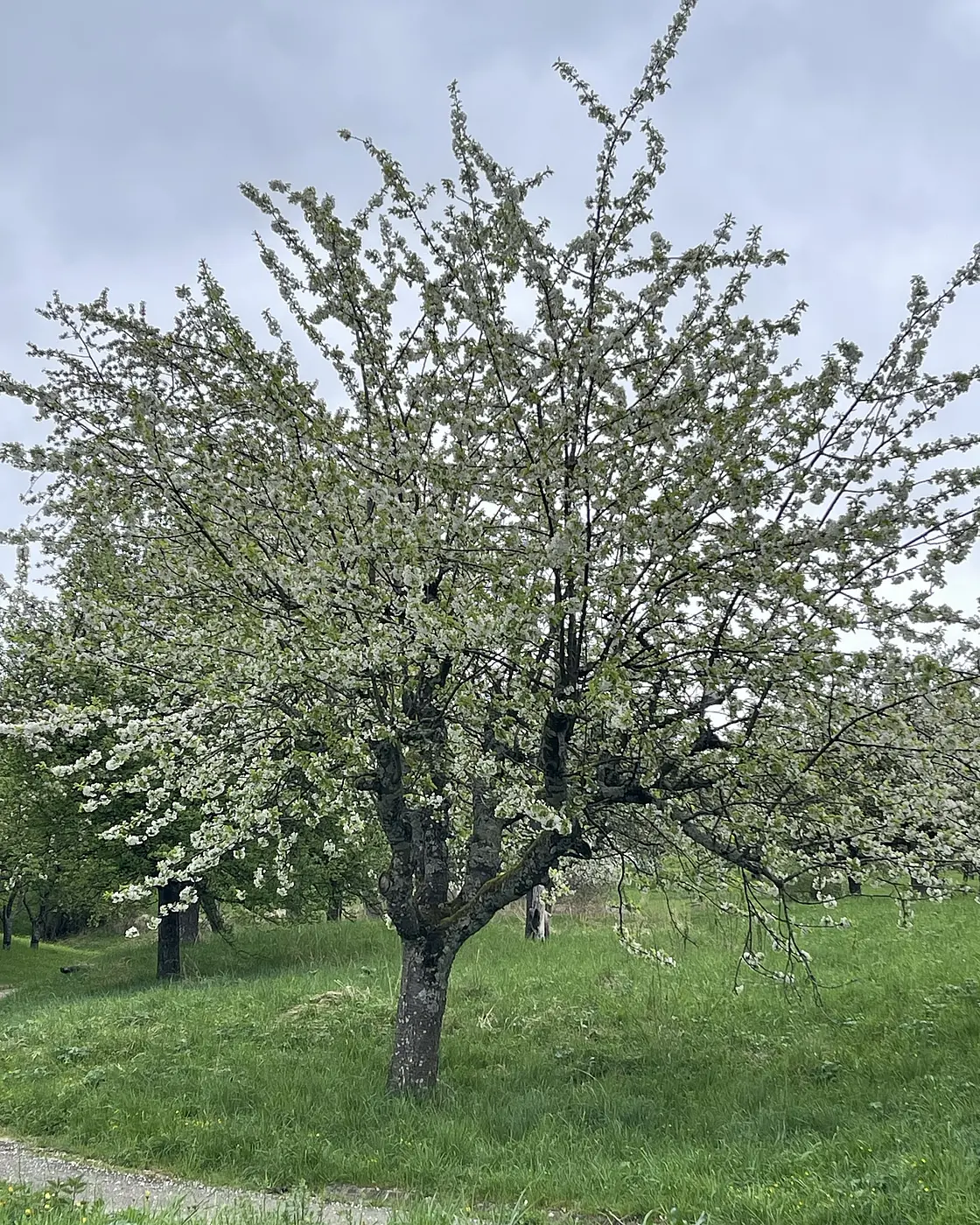 Blühender Obstbaum auf Streuobstwiese im Landkreis Göppingen – Natur und Tradition Einzelner blühender Obstbaum auf einer Streuobstwiese im Landkreis Göppingen mit grünem Gras und bewölktem Himmel im Hintergrund.