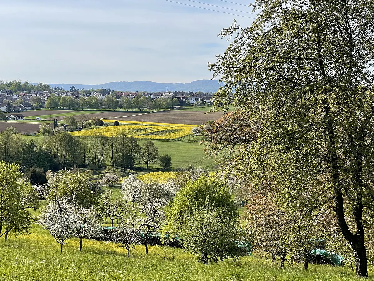 Blühende Streuobstwiese mit Rapsfeldern und Dorfpanorama – Natur und Kulturlandschaft Kreis Göppingen Panoramablick auf eine blühende Streuobstwiese mit grünen Wiesen, gelben Rapsfeldern, blühenden Obstbäumen und einem Dorf am Horizont mit bewaldetem Albtrauf.